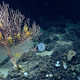 Mytilus Seamount, located in the Northwest Atlantic. All Images: NOAA Okeanos Explorer Program, 2013 Northeast U.S. Canyons Expedition.